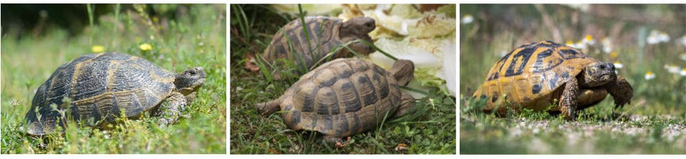 trio of popular types of tortoises - Mediterranean Spur-Thigh - Russian - Hermann's