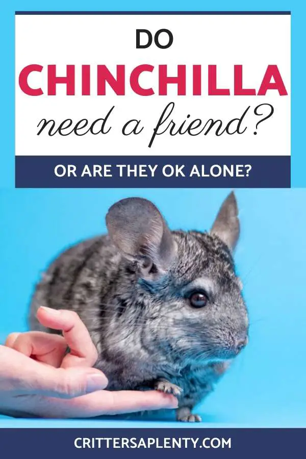 Do chinchillas need a friend? Or are they OK alone? Find out what is best for your pet chinchilla and how you can help them if you choose to keep a single chinchilla. Find out about how you can interact with them and make sure they are living a good life even if they are alone. #chinchillas #chinchillacare #petcare #exoticpetcare via @crittersaplenty