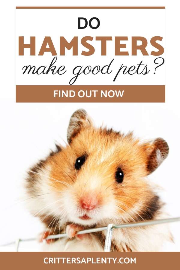 On your journey to find the best pet for your lifestyle, you might have stumbled across the ever-popular hamster. These adorable pocket pets are fluffy, silly, and have such prominent personalities. But do hamsters make good pets? Find out about the pros and cons and basic care requirements for owning hamsters and more. via @crittersaplenty