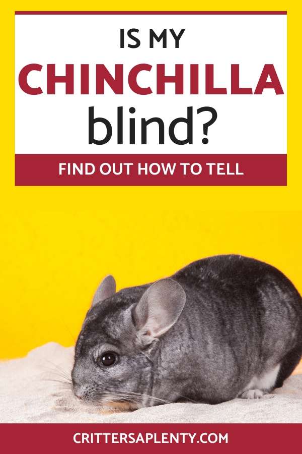 Chinchillas make lovely pets, and a healthy chinchilla will have big, dark eyes. Sometimes Chinchillas develop eye problems which, if left untreated, can even make the animals blind. If you own a chinchilla and are wondering how to tell if it's blind, this article will tell you all about eye problems in chinchillas, including blindness. #chinchillas #chinchillacare #exoticpets #smallanimals via @crittersaplenty