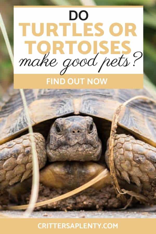 Considering a turtle or a tortoise as a pet? Find out the differences between the two. Learn the basic requirement for both turtles and tortoise and pros and cons of having either of them as pets. Decide if they will make a good pet for you and your lifestyle. via @crittersaplenty