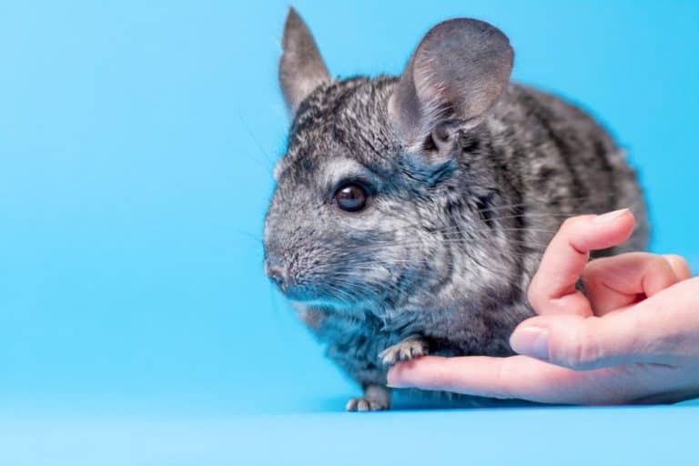 Do chinchillas need a friend? Are they OK alone? Critters Aplenty
