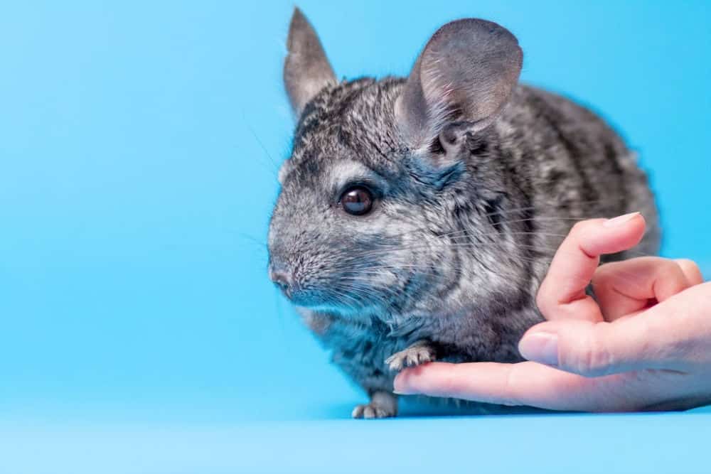 chinchilla on a blue background with his front paw on a woman's finger, holding hands.