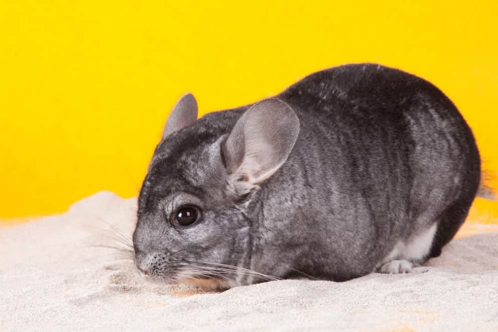 Silver Chinchilla bathing in white sand on yellow background