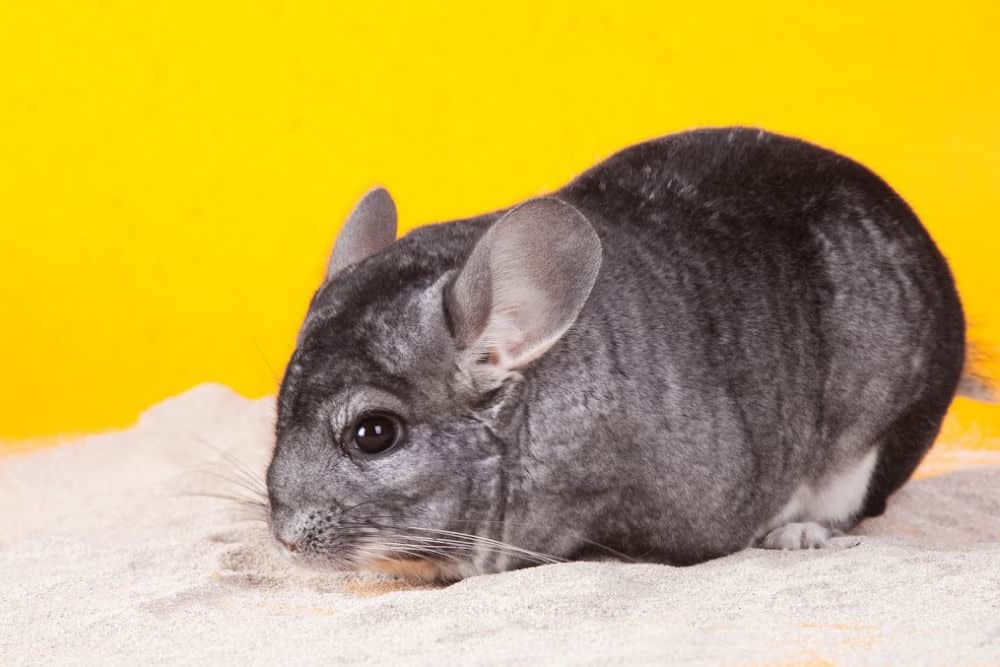 blind chinchilla