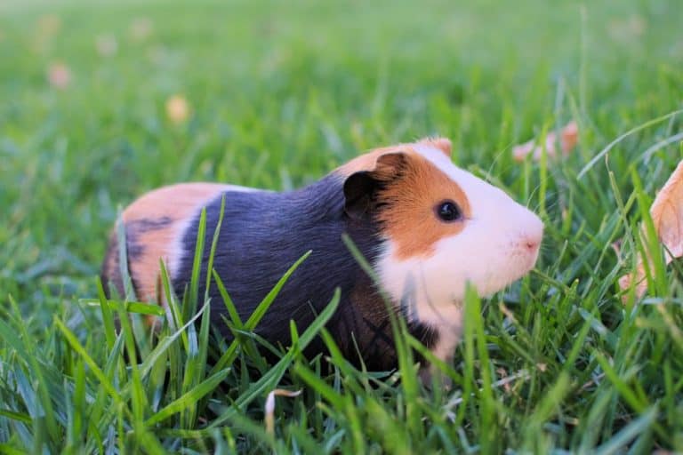 Do Guinea Pigs Make Good Pets?