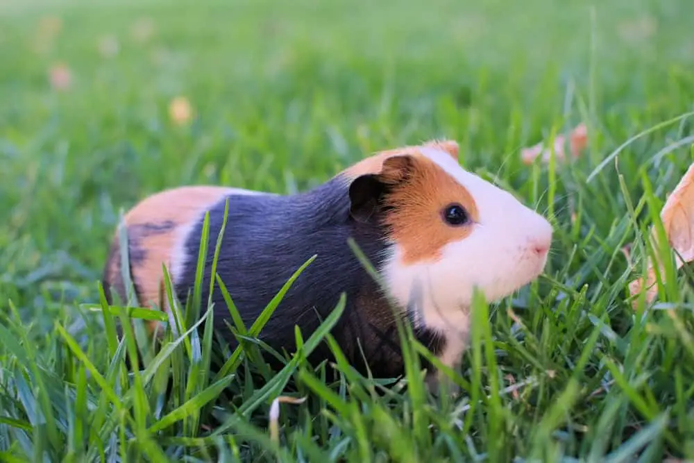 guinea-pin-in-grass