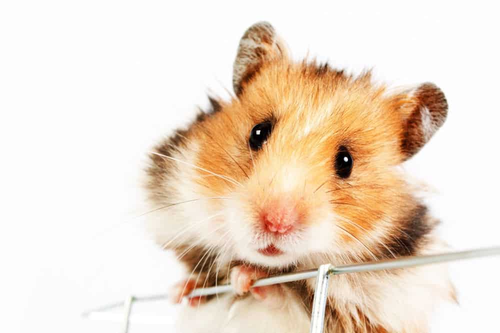 hamster cage climbs up isolated on white background