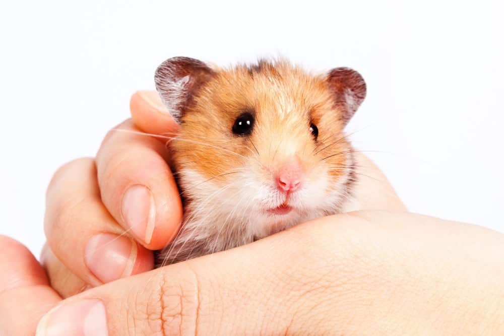 hamster being held in two hands