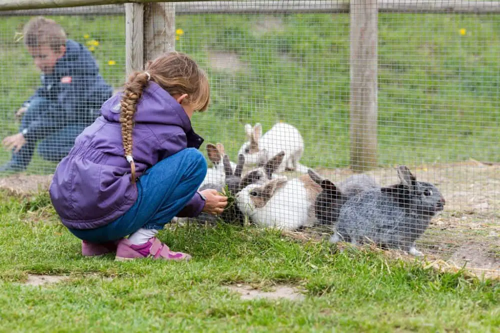 a boy and girl feeding some outdoor rabbits