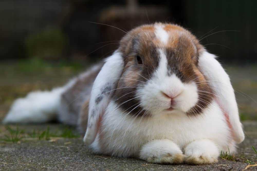 mini lop bunny tri-colored, white, black and brown