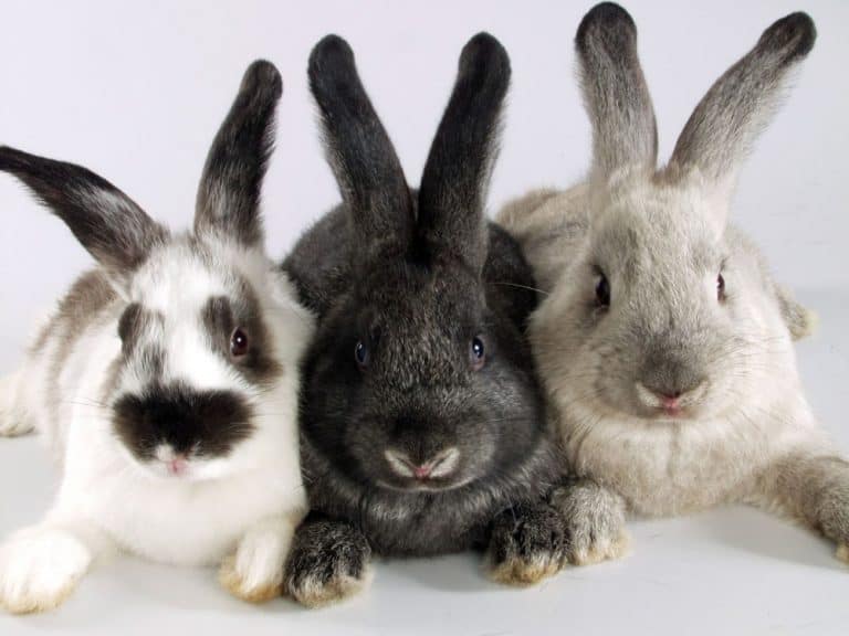Do Rabbits Make Good Pets? The Basics & What To Expect