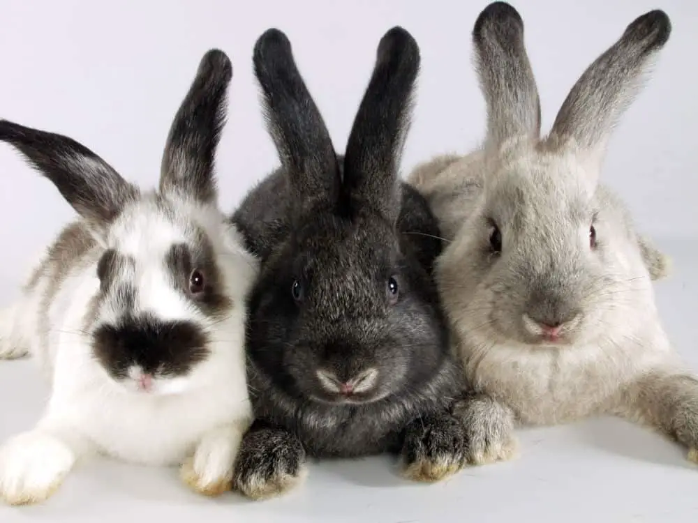 trio of rabbits, one is white and black, middle one is black, last one is a greyish colored one