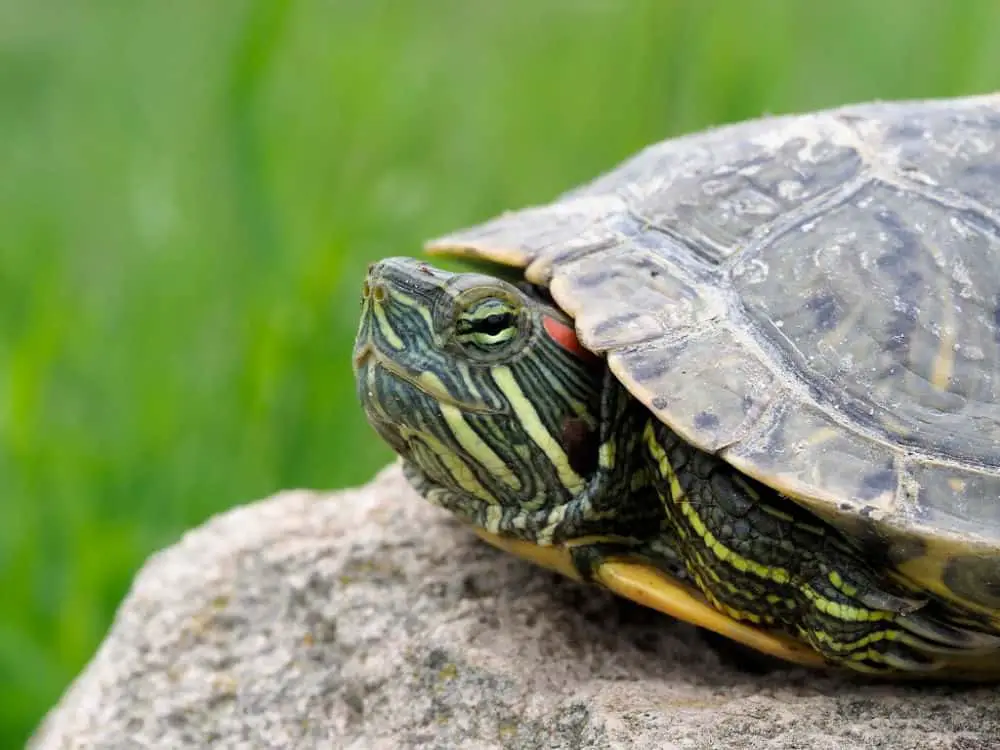 red-eared-slider