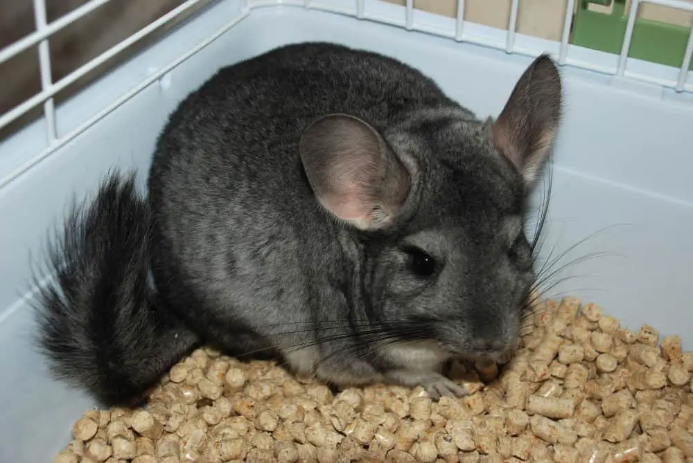 single pet chinchilla sitting in the corner of his cage on wood pellet bedding