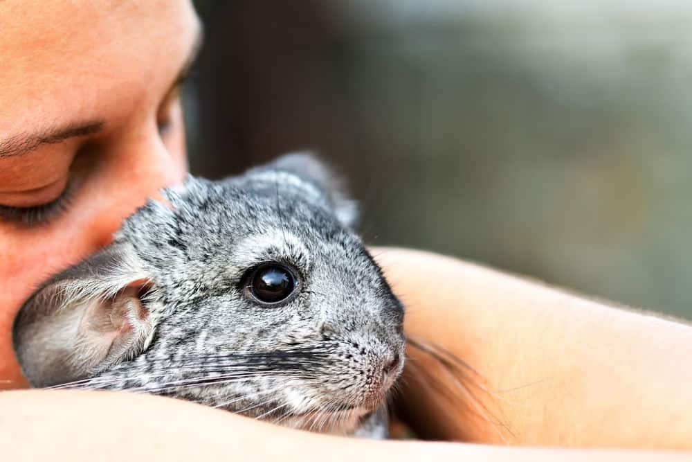 girl holding chinchilla on her arms