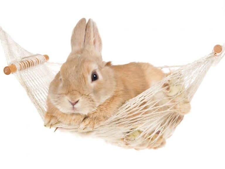 Do Rabbits Use Hammocks?