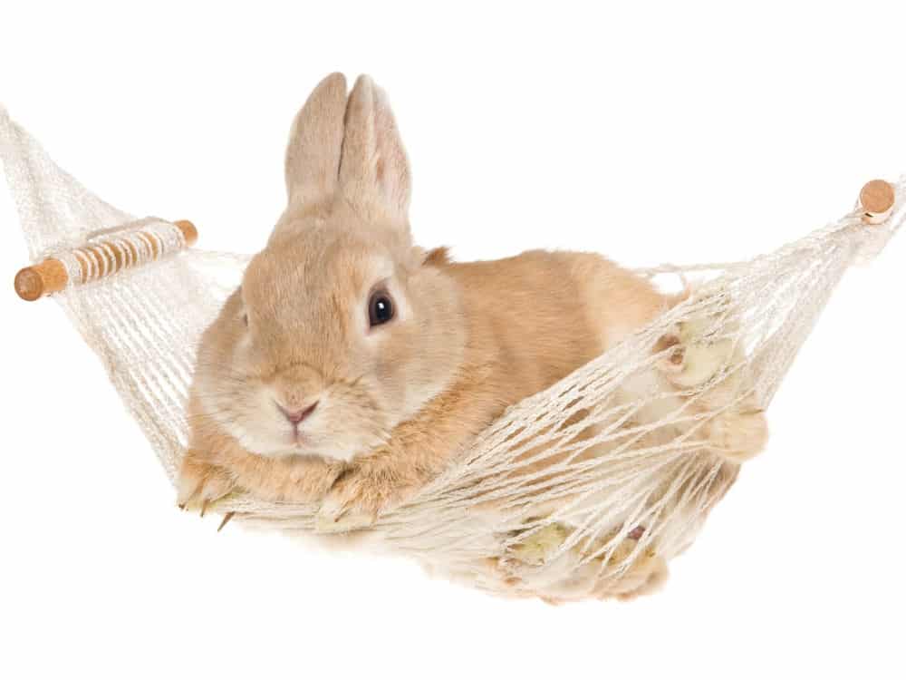 cute tan bunny resting in a string hammock