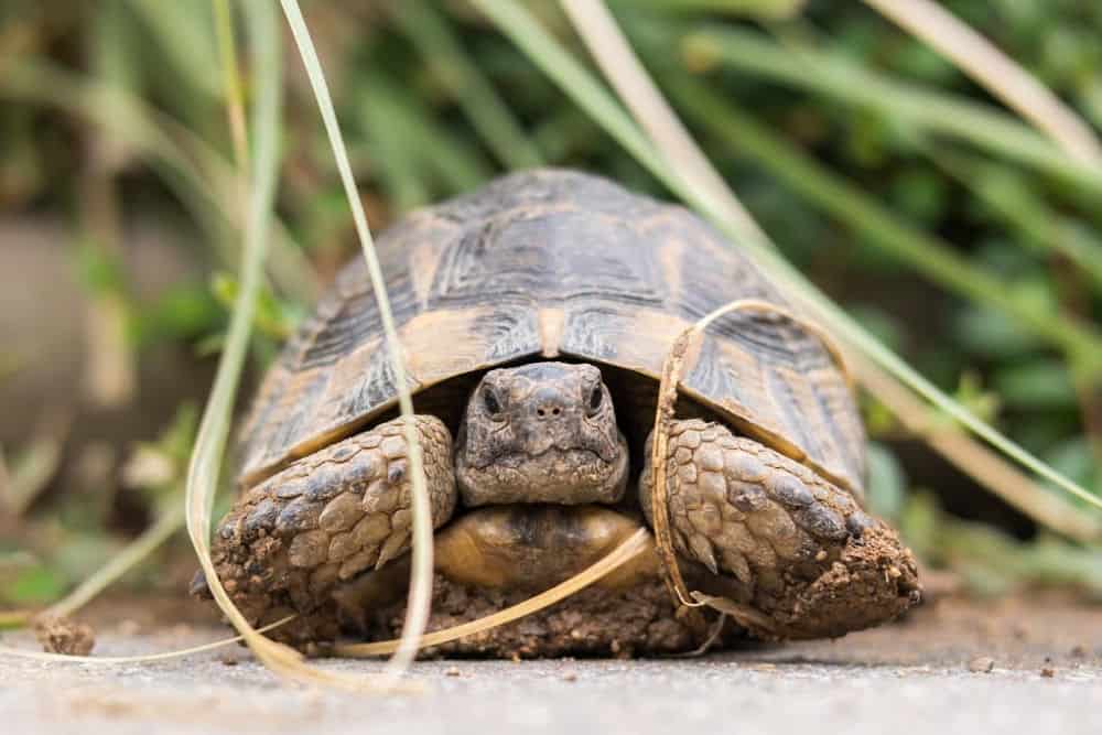 turtle in the forest