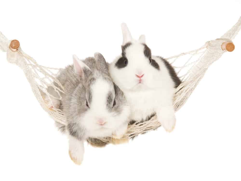 two adorable pet bunnies resting in a string hammock proving that rabbits do use hammocks.