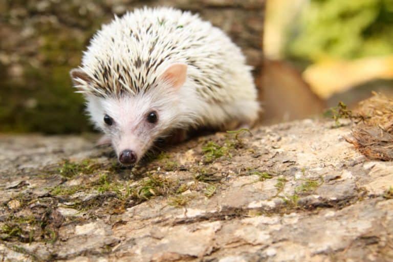 What to Feed a Hedgehog Pet: The Complete Guide