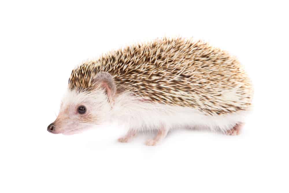 african pygmy hedgehog on with background