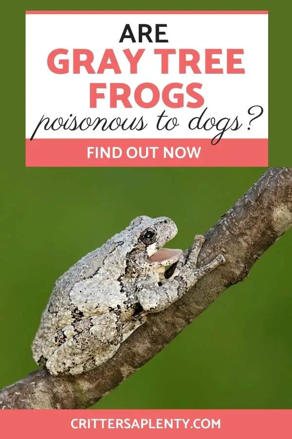 Gray tree frogs are a common sight in many parts of the eastern half of the US. Chances are you’ve encountered one when out and about with your dog or in your backyard. They’re the type of creature that dogs seem to find so fascinating, but are gray tree frogs poisonous to dogs? #graytreefrogs #frogs #reptiles #amphibians #animalcare via @crittersaplenty