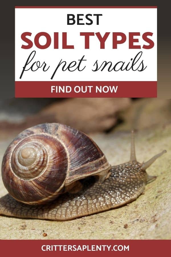 Snails are friendly, easy, and relatively low maintenance. They enjoy a moist environment and each other's company. If you take proper care of them by providing a comfortable home, they live for years, and that includes the soil type most suitable for them. Find out which soil types are best for your pet snail. #petcare #snailpets #snails #soil #exoticanimals #snailcare via @crittersaplenty