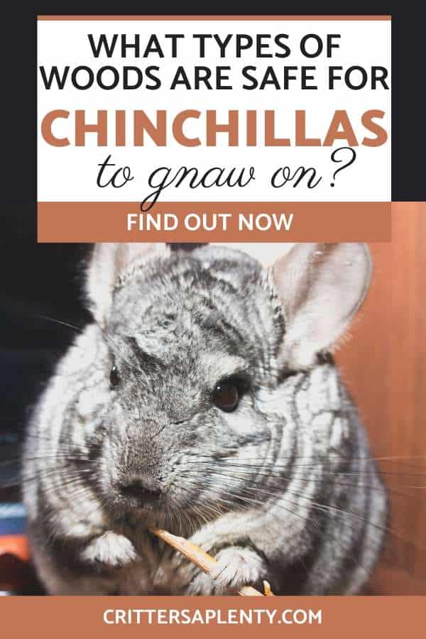 As chinchillas are rodents that have continually growing teeth, they need to gnaw a lot to keep their teeth in good condition. via @crittersaplenty