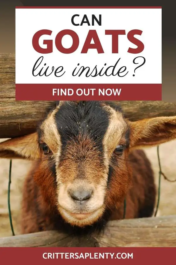 We've all seen those adorable photos and videos that circulate the internet all the time of adorable goats running around people's homes. They’re irresistible, especially when they’re wearing pajamas. It makes you wonder: can these adorable little animals live inside? Find out if goats make good indoor pets, laws and more #goats #goatcare #goatsaspets #pets #animalcare via @crittersaplenty