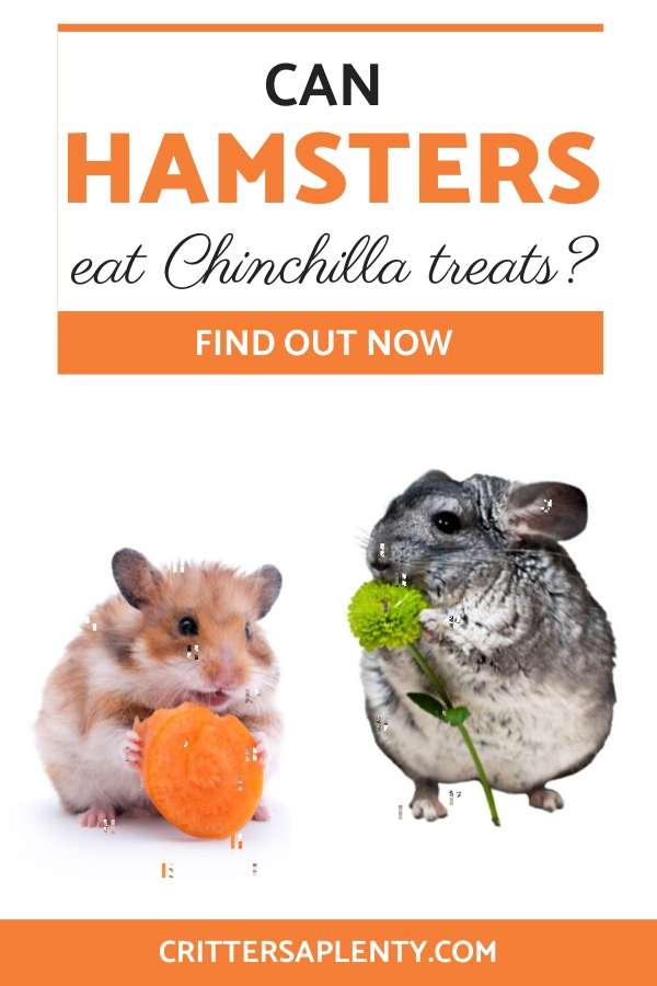 Hamsters and Chinchillas both make great pets; they're both rodents and are very cute and entertaining. Perhaps you own a hamster and a chinchilla or are thinking about getting one of these animals. If so, you may be wondering whether your hamster and chinchilla can share the same treats. However, these two animals have different dietary requirements, and pet food designed for chinchillas won't be suitable for hamsters and vice versa. Let's explore this further. #hamsters #hamstercare #smallpets via @crittersaplenty