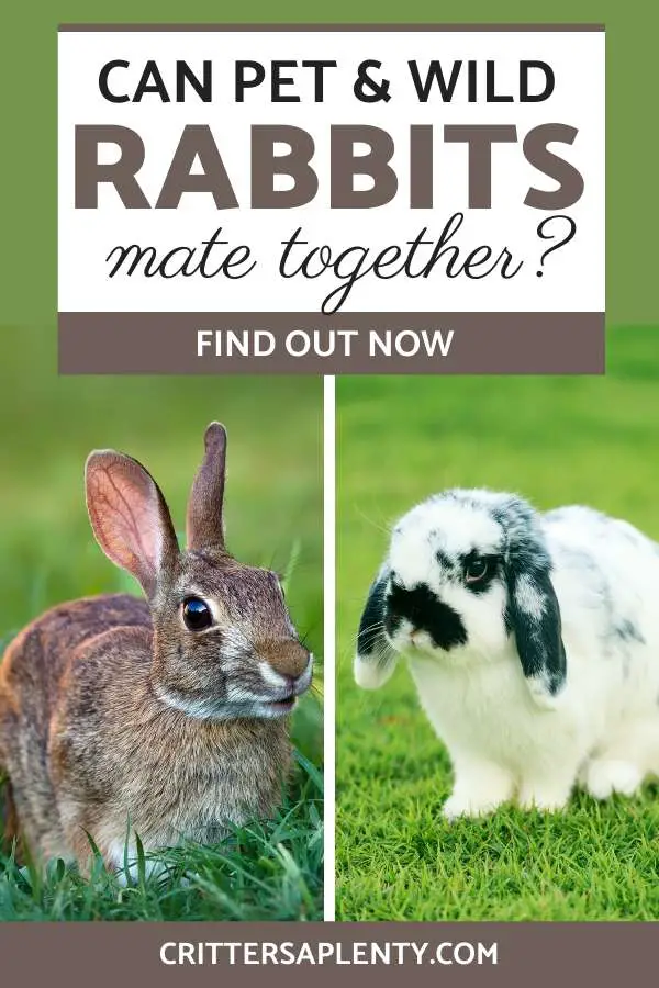 You may be wondering whether pet rabbits can mate with wild rabbits. Some rabbit owners let their bunnies play in their garden, and they could come into contact with wild rabbits. Others have found an injured wild rabbit and want it to live with their domesticated rabbit. This article looks at the differences between domesticated and wild rabbits and helps answer the question: Can a pet rabbit mate with a wild rabbit? #rabbits #bunnies #rabbitcare #smallanimals #lagomorphs via @crittersaplenty