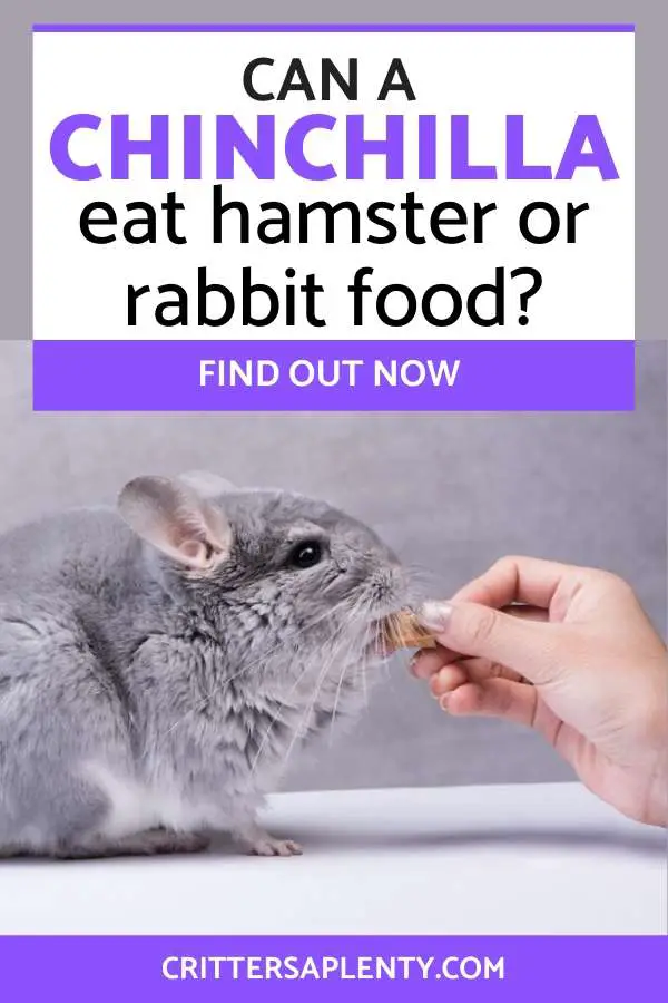 We've all been there. You do your routine of spot cleaning your chin's cage and feeding, only to realize that you forgot to pick up some chinchilla food at the store. There are only a few pellets left, so you dash to the store. But your local pet shop is out. You start looking at all the different foods and start weighing your options. Can a chinchilla eat hamster or rabbit food? Let's consider this question together. #chinchillas #chinchillacare #petcare #smallanimals #rodents via @crittersaplenty