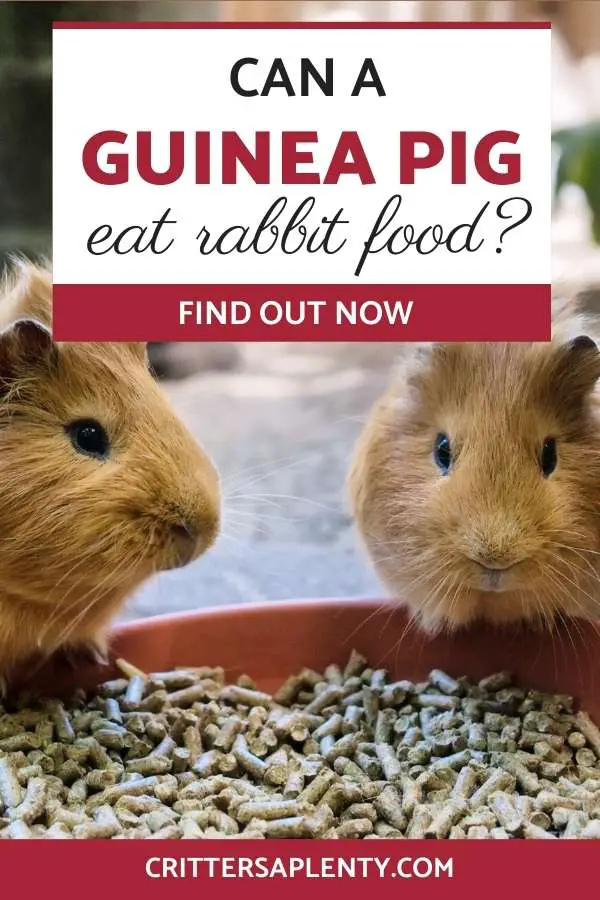 If you've ever been to the pet store, you have noticed all the different types of pet food. You might have also seen that rabbit food and guinea pig food look very similar and stored next to each other. By looking at them, you may wonder to yourself, "Can a guinea pig eat rabbit food?" However, Guinea pigs and rabbits have very different nutritional needs. Let's explore this together. #guineapigs #guineapigcare #smallanimals #petcare via @crittersaplenty