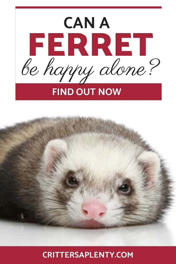 No doubt that if you have researched ferrets, you might see that they do better in pairs. But, maybe you don't want two ferrets. After all, two ferrets mean a bigger cage, and more mouths to feed. It also means twice the cleaning and twice the amount of work. Can a ferret be happy alone? And if they are happy, do they bond with just one person? Let's explore this question, along with possible solutions. #ferrets #ferretcare #smallanimals #petcare #exoticpets via @crittersaplenty