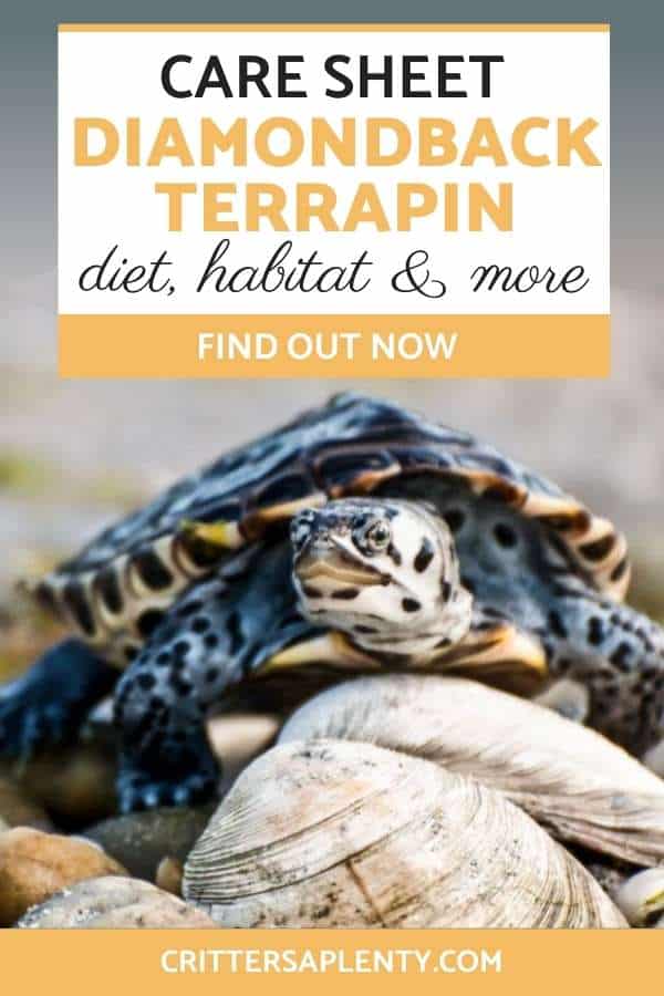 While diamondback terrapins are not easy to care for, you can study their behavior, give them the right housing and care, and know when they’re sick. Knowing all of these can help you ensure that your pet diamondback terrapins are healthy and happy. #diamondbackterrapin #reptiles #turtles #turtlecare #reptilecare #pets via @crittersaplenty