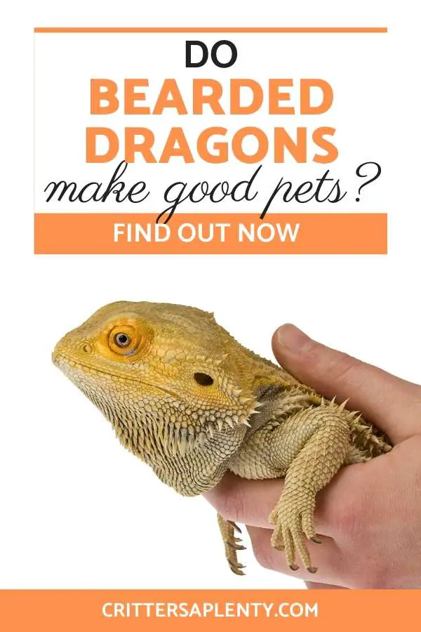 Who doesn't imagine owning their very own fire breathing dragon? Ok...well, it's still cool to be able to say you own a dragon. Find out if bearded dragons make good pets. Learn the pros and cons and basic needs of bearded dragons as pets. Find out if a bearded dragon is right for you and you're lifestyle. via @crittersaplenty