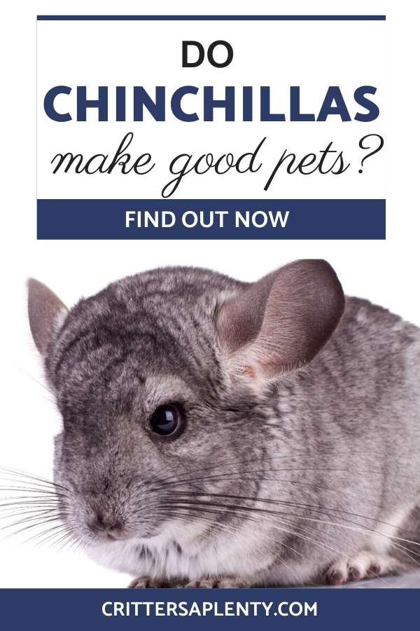 No one can resist a fluffy chinchilla face. Their big ears and hairy bodies are surreal. It doesn't take long with a chinchilla to start having dreams of owning your own bouncy herd of them. But do chinchillas make good pets? Learn the pros and cons, basic care for chinchillas, and more. via @crittersaplenty