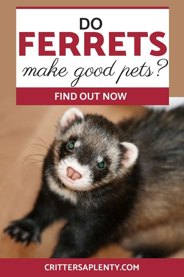 Considering adding a ferret (or two) to your family? Find out if ferrets make good pets? The pro, cons and some basic ferret care and see if a ferret may be right for your family or living situation. via @crittersaplenty