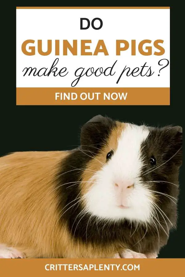 Yay! You decided to get a guinea pig as a pet! That is awesome! In the small animal pet world, few critters are as talked about as the guinea pig. You've probably seen these fluffy babies in your local pet shops and wondered if guinea pigs make good pets. That's why we have put together this article. Find out the basic guinea pig needs, the pros, and cons of having them as pets and allowing you to see if they are the right pet for you. #guineapigcare #guineapigs via @crittersaplenty