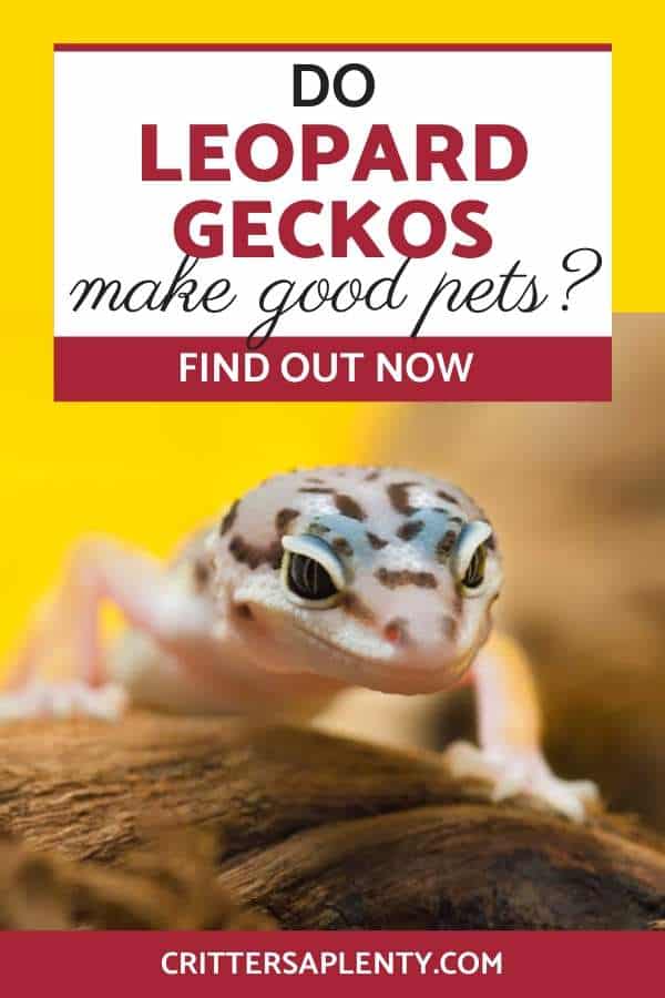 Find out if a leopard gecko would make a good pet for you. Find out the pros and cons of having a leopard gecko as a pet. Learn the basics of owning a leopard gecko as a pet. via @crittersaplenty