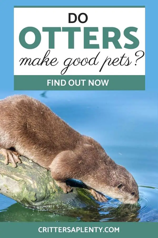 There’s no denying that otters are adorable little creatures, so there’s no doubt the question has been asked before. Do otters make good pets? Find out more about otters, legalities of owning an otter, the requirements for their environment, and more. #otters #cutootters #riverotters via @crittersaplenty