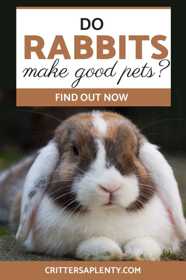 Many people find rabbits alluring and adorable. Any time spent with a well-tamed rabbit will want you to spring into being a rabbit owner. But before you trek to the nearest pet store, you should do a little research. Luckily for you, you have found this blog where we do most of the hard work for you. In this article, you are going to have most of your questions answered. We will explore primary care and whether or not your living situation is the best to take on a rabbit. via @crittersaplenty