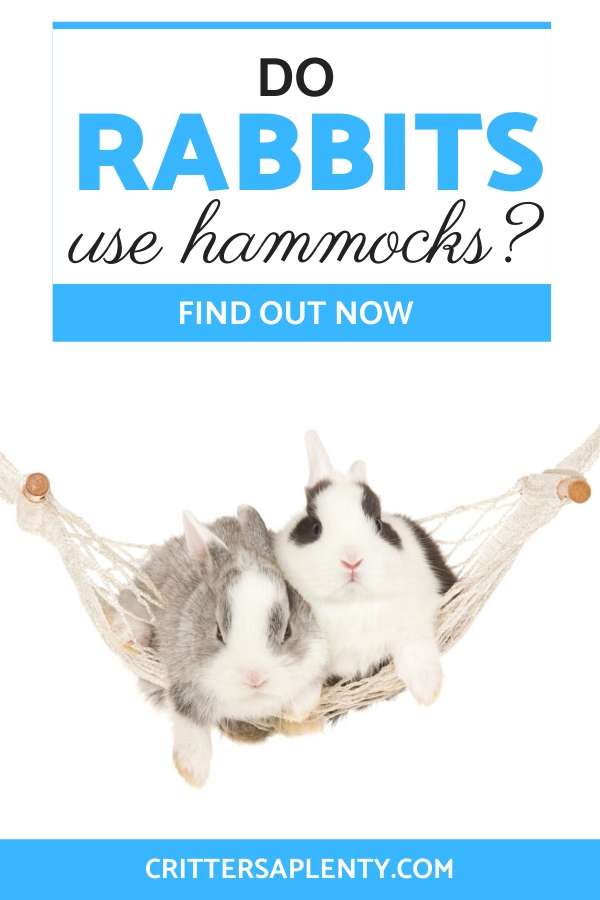 If you own a rabbit, especially a house bunny, you'll know that choosing the right bed is essential. There are many different types of rabbit beds on the market, including hammocks. The right kind of bed for your rabbit will depend on its living arrangements and the individual rabbit's personality. But will a hammock work for your bunny? Let's find out together. #rabbits #bunny #rabbitcare #petcare #smallanimals via @crittersaplenty