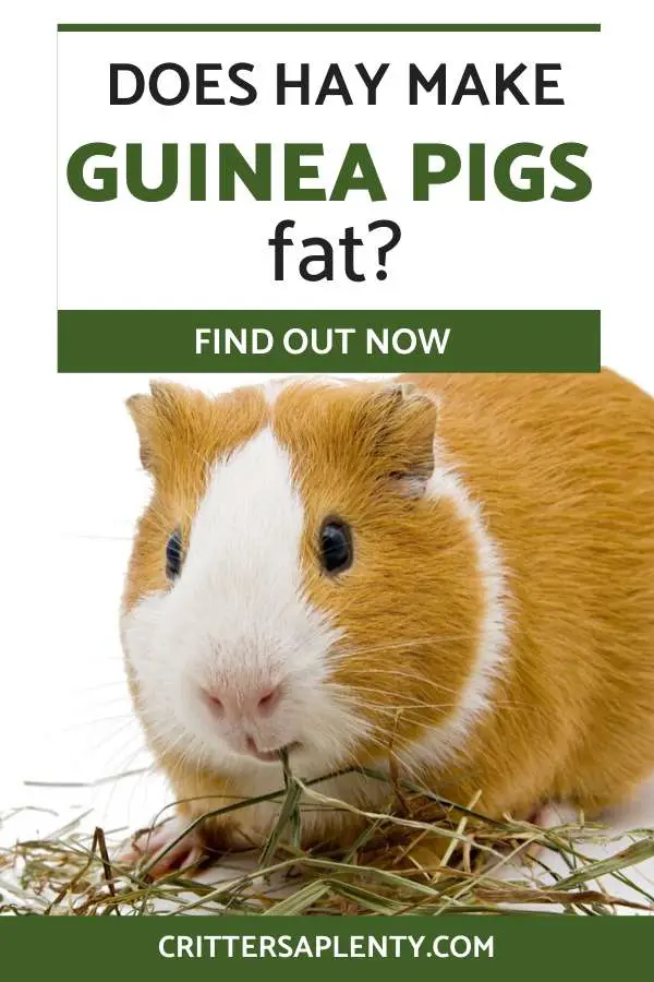 Are you the owner of a guinea pig? Perhaps your guinea pig is starting to put on weight, and you're interested in finding out what causes this. Some owners worry that hay may be making their guinea pig fat. Find out the types of food you should give your Guinea pig and how to reduce the likelihood of them becoming obese. #guineapigs #guineapigcare #smallanimals #petcare via @crittersaplenty