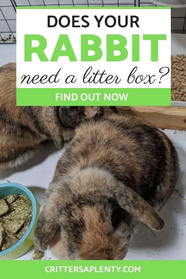 If you have a rabbit, you might be wondering, "Do rabbits need a litter box?" There are plenty of pros and cons to litter training your rabbit, and it might be something you should look into extensively. A rabbit's health is directly correlated with clean living conditions and litter box training can help to keep their cage cleaner. #rabbit #rabbitcare #petcare #litterboxtraining #small animals via @crittersaplenty