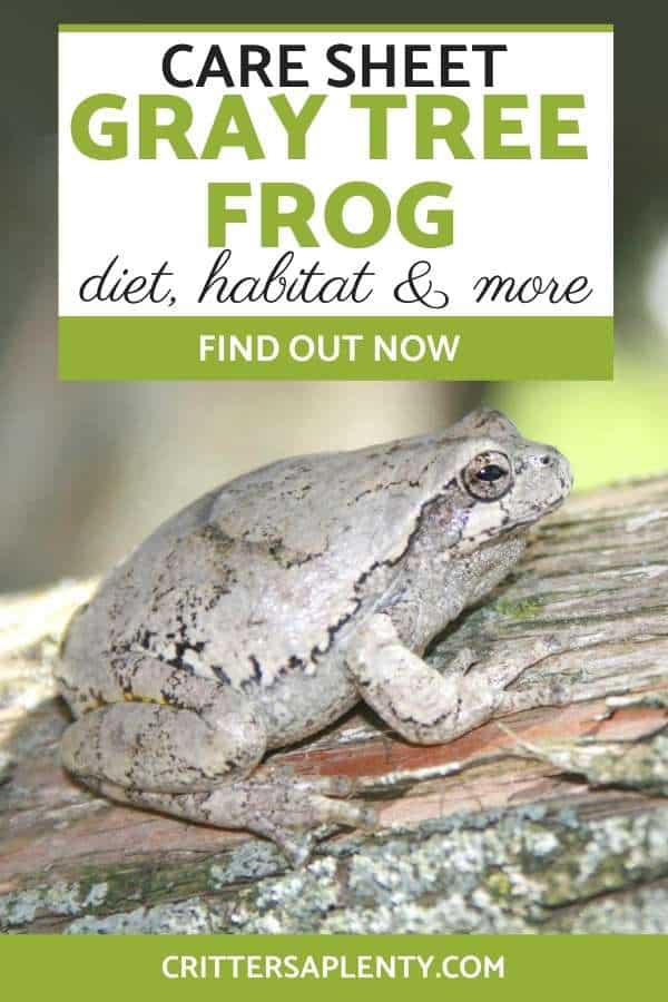 The gray tree frog is one of the most popular tree frogs amongst pet owners. Known for their ability to change from one vibrant color to the next, it’s important you know everything you can about these animals to provide them with a stable and healthy environment. Find out about their care, habitat, and more. #graytreefrog #frogs #petcare #pets via @crittersaplenty