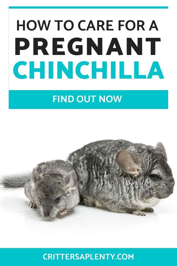 You hear the story time and again. "I didn't know my chinchilla was pregnant!" It can be a scary thought, especially if you were just getting used to the idea of owning one chinchilla. Accidents happen all the time with misgendering, male contact, and even coming to the pet store pregnant. As a good rule of thumb, you should always expect a female to be pregnant until proven otherwise. But if you think your chinchilla is pregnant, what should you do? #chinchillas #chinchillacare #petcare via @crittersaplenty