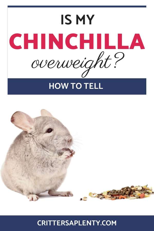It may not always be obvious to tell whether a chinchilla is overweight or not, as these animals do vary in size. This article will explain how to know if your chinchilla is overweight and what you can do about it. Find out what they should be eating and what you should not be feeding your chinchilla as well as some health issues to be aware of. #pets #chinchillas #chinchillacare #petcare via @crittersaplenty