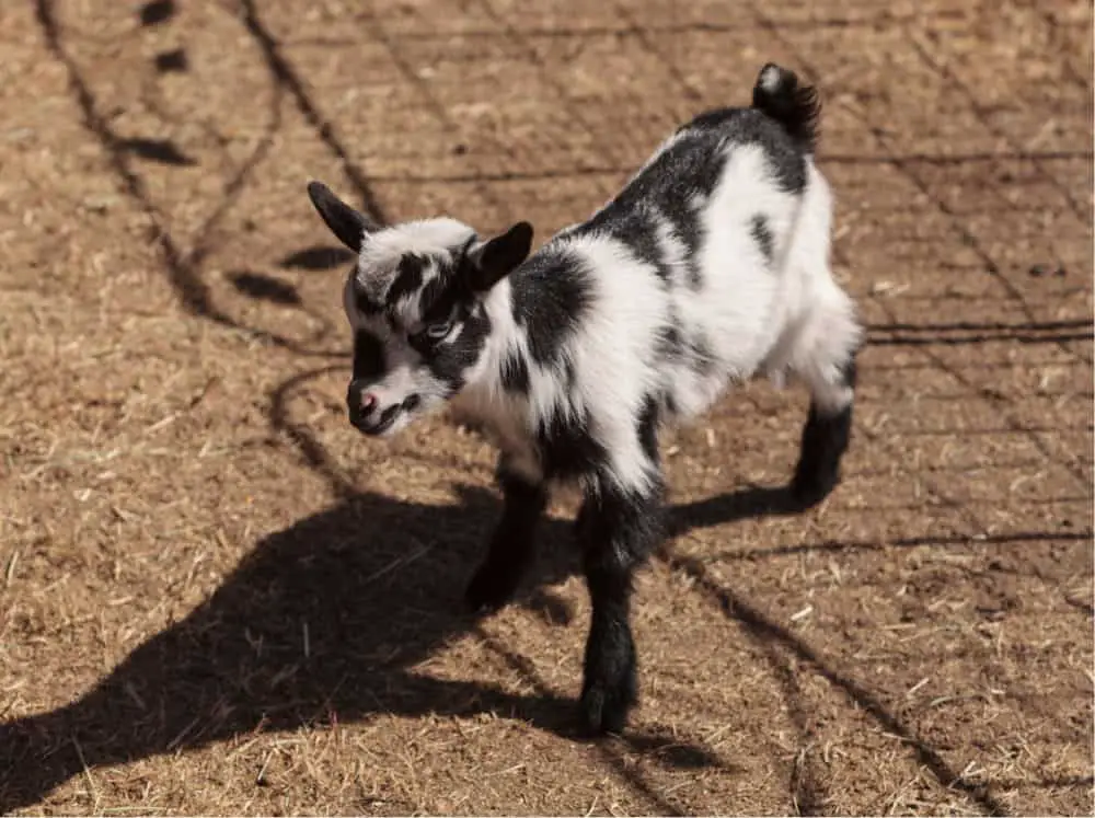 Nigerian dwarf baby goat, black and white